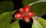 Flowering dogwood